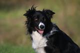 BORDER COLLIE 1522